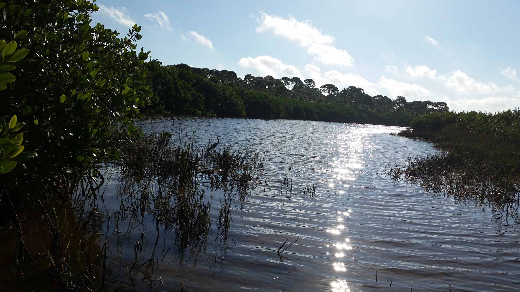mangroves