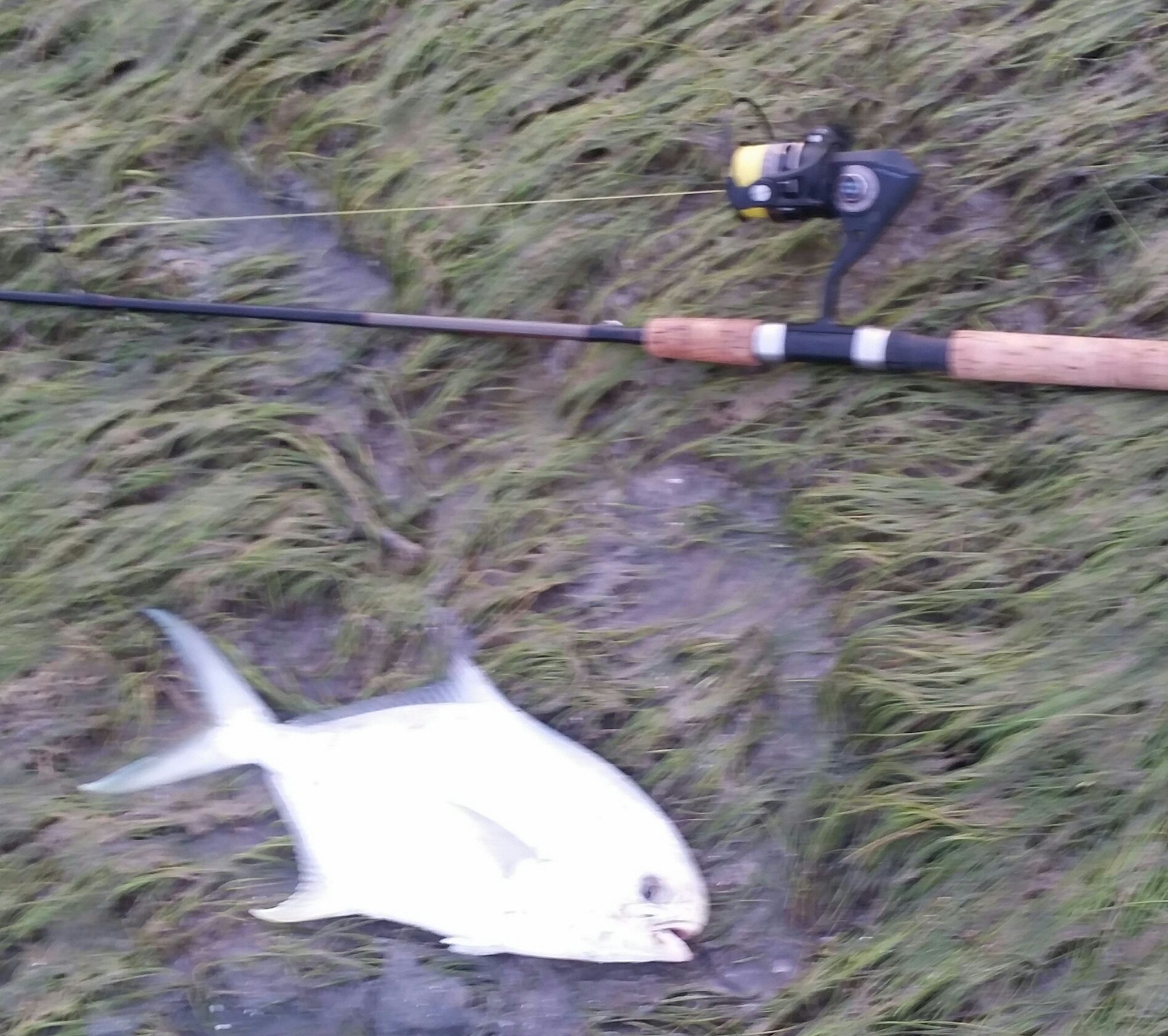 pompano