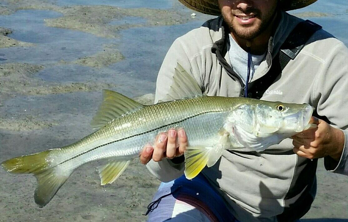 snook